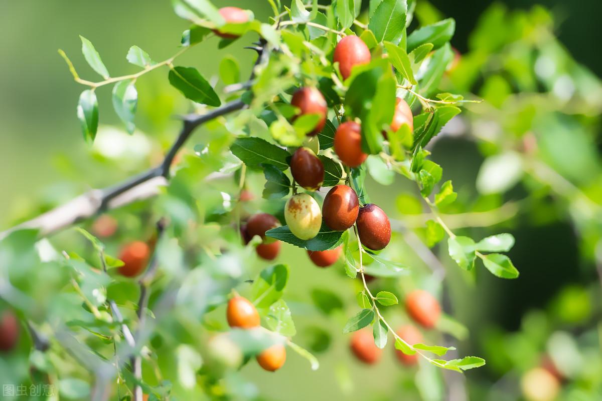 冬枣树怎么种植技术_冬枣树栽培_冬枣枣树苗种植条件