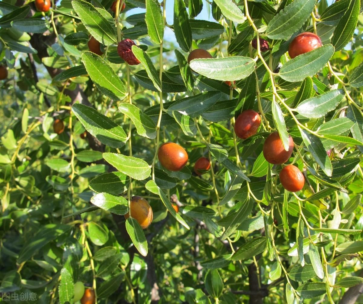 冬枣树怎么种植技术_冬枣树栽培_冬枣枣树苗种植条件