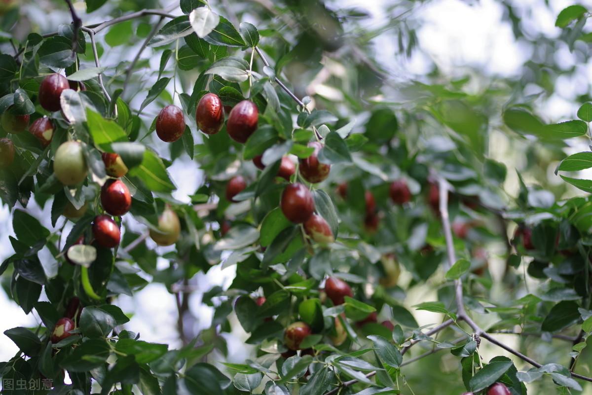 冬枣树栽培_冬枣树怎么种植技术_冬枣枣树苗种植条件