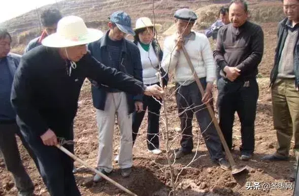 冬枣增产秘诀：枣农辛苦一年，关键时刻不能掉链子，附管理妙招