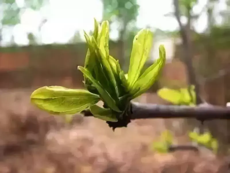 种冬枣树的注意事项_栽冬枣树的季节_冬枣树怎么种植技术