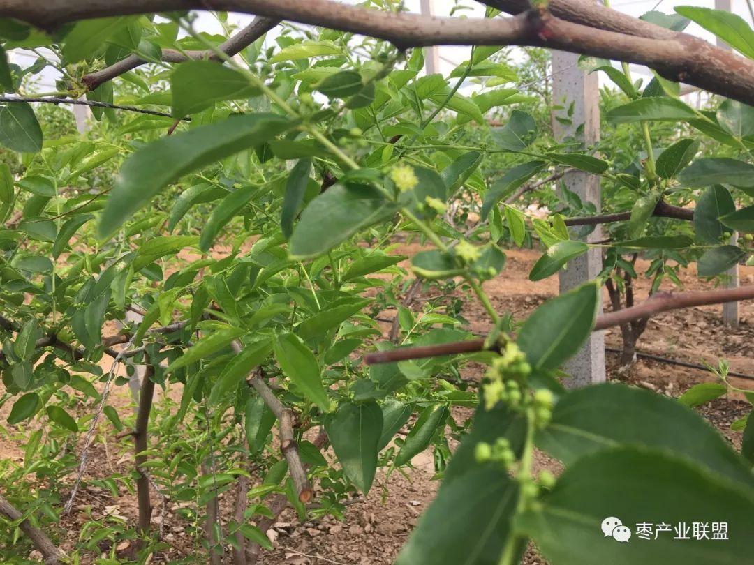 栽冬枣树的季节_种植冬枣树有没有发展前景_冬枣树怎么种植技术