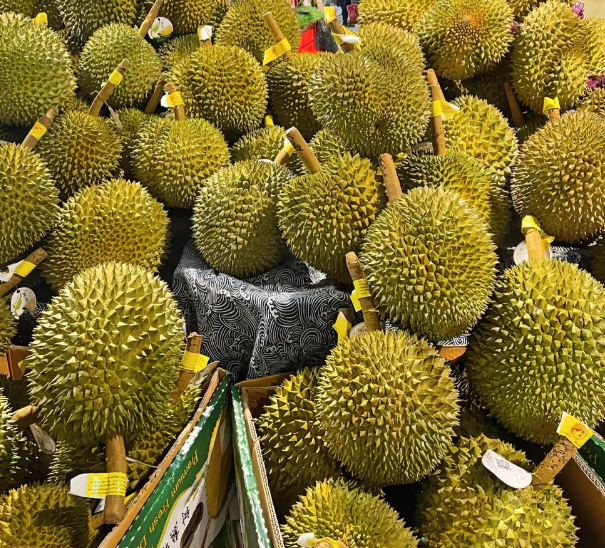 榴莲种植技术大全集_榴莲种植技术视频cctv7_种植榴莲大全集技术视频