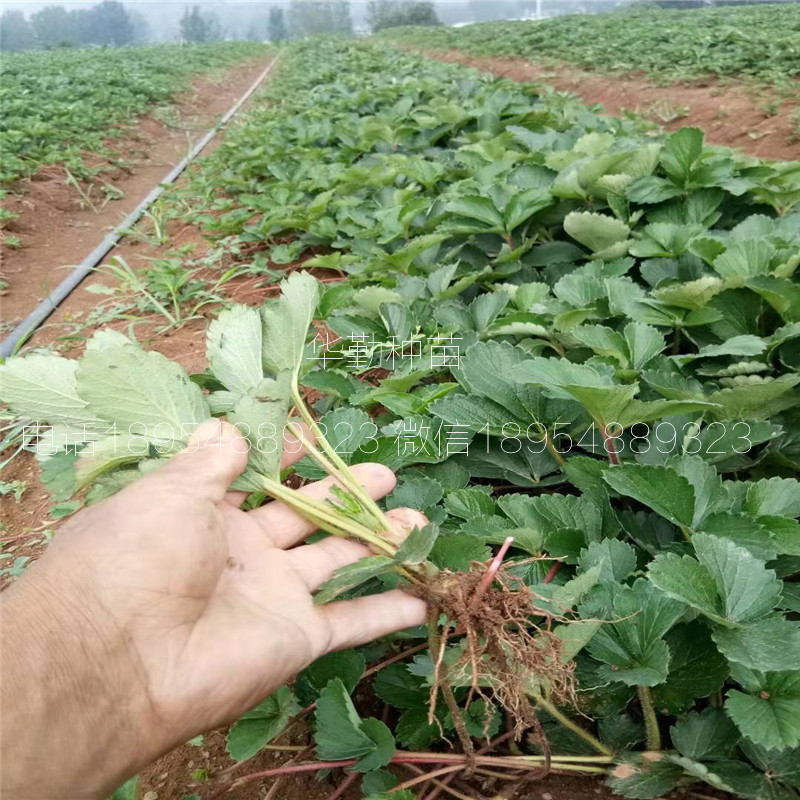 大棚红颜草莓苗  种植技术