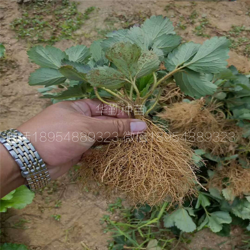 大棚红颜草莓苗  种植技术