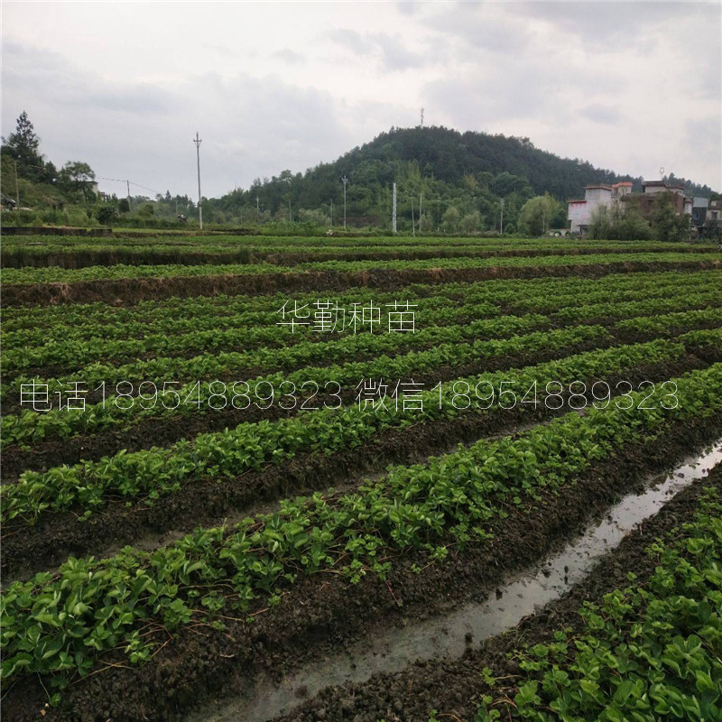 大棚红颜草莓苗  种植技术