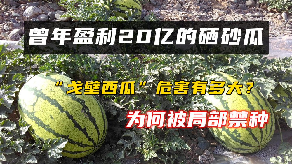 西瓜种植视屏_西瓜种植铺就致富路_致富经西瓜种植视频