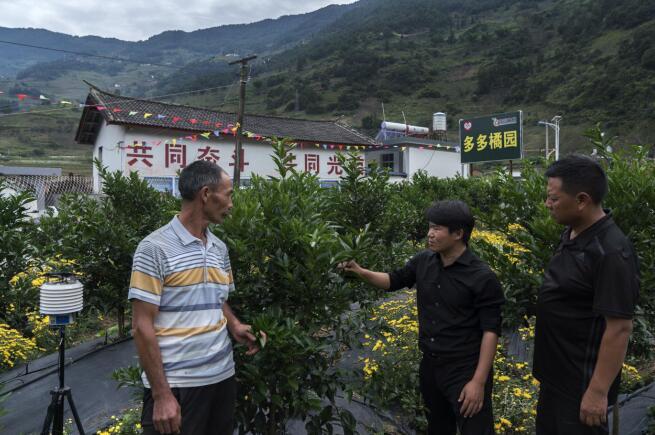 云南香橼树_云南香橼树苗哪里才有_云南种植香橼致富