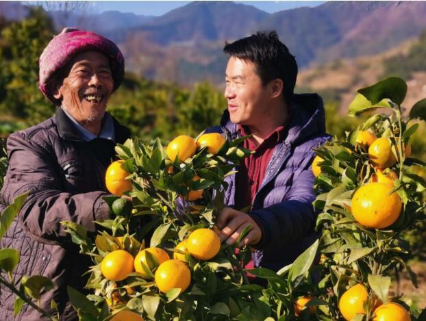 云南香橼树_云南种植香橼致富_云南香橼树苗哪里才有