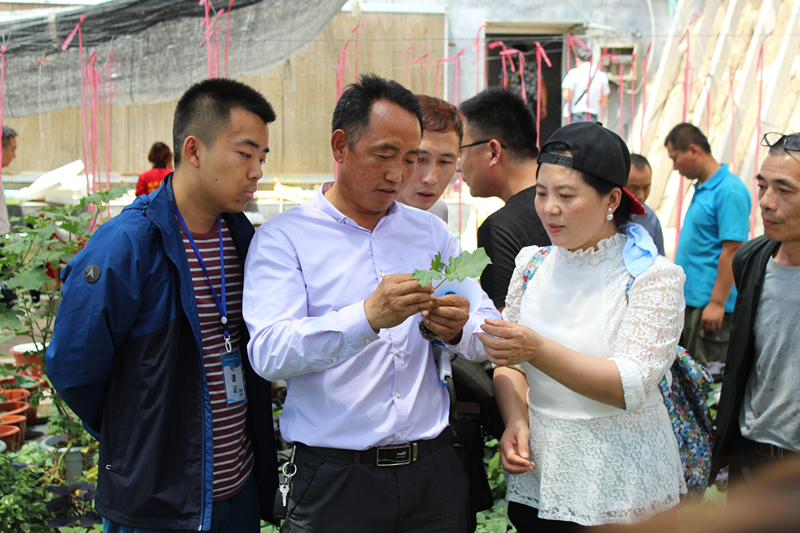 盆栽果树视频_盆栽果树栽培技术视频_盆栽果种植技术视频