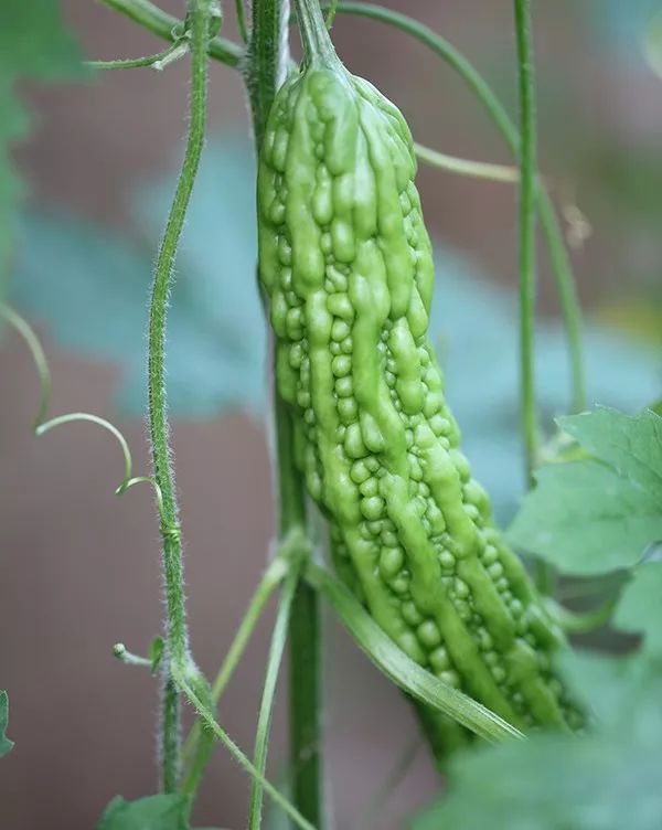 梢瓜种植技术_瓜类栽培技术要点_瓜种植技术与管理