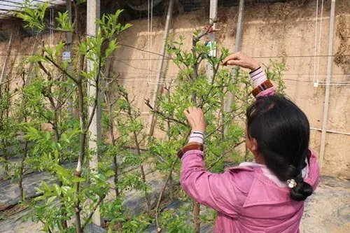 种冬枣树的注意事项_冬枣树怎么种植技术_冬枣树栽培