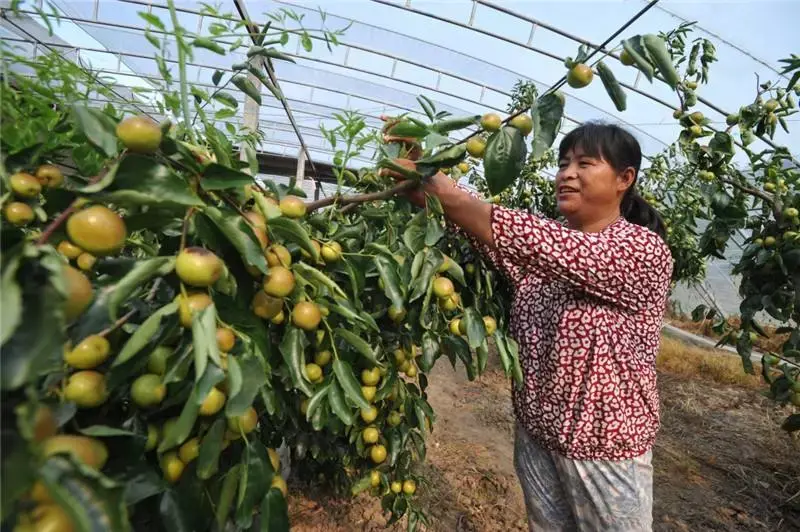 冬枣树怎么种植技术_种冬枣树的注意事项_冬枣树栽培