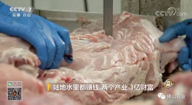 致富经鳄鱼养殖视频_致富经鳄鱼龟养殖视频_鳄鱼养殖场视频