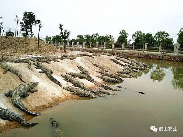 致富经鳄鱼养殖视频_致富经鳄鱼龟养殖视频_鳄鱼养殖场视频