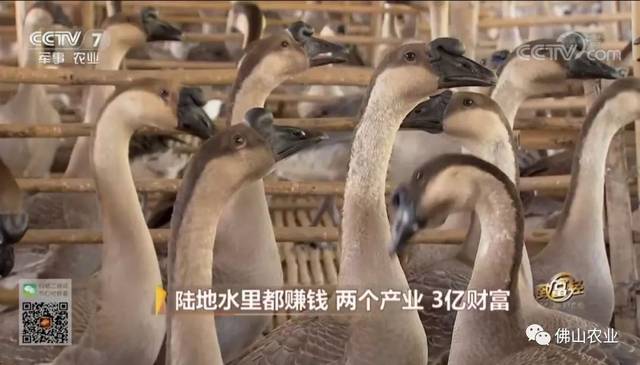 致富经鳄鱼养殖视频_鳄鱼养殖场视频_致富经鳄鱼龟养殖视频