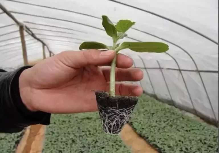 春大棚西瓜种植技术视频_春大棚西瓜种植技术_西瓜大棚种植最新技术