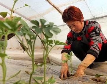 春大棚西瓜种植技术视频_西瓜大棚种植最新技术_春大棚西瓜种植技术