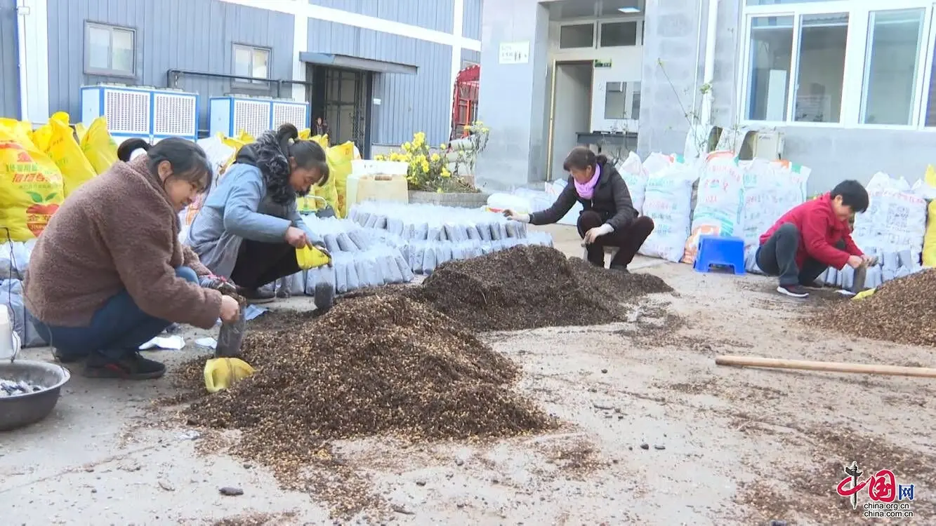 四川青川：冬种羊肚菌 群众致富势头旺