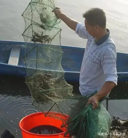 致富经澳洲淡水龙虾养殖视频_养殖澳洲淡水龙虾技术_澳洲淡水龙虾养殖 致富经