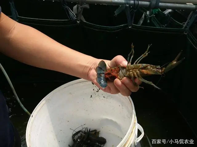 澳洲淡水龙虾养殖 致富经_养殖澳洲淡水龙虾技术_致富经澳洲淡水龙虾养殖视频