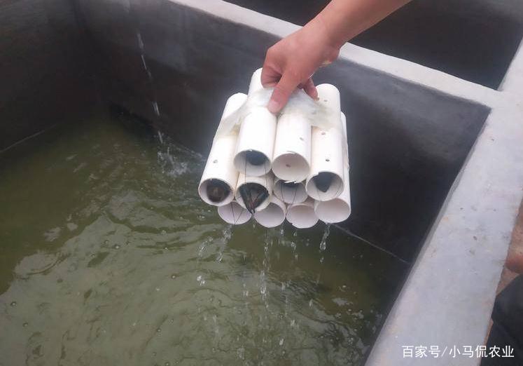 致富经澳洲淡水龙虾养殖视频_养殖澳洲淡水龙虾技术_澳洲淡水龙虾养殖 致富经