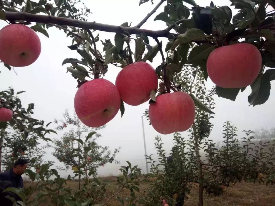 山地种植致富_致富山地种植技术视频_致富山地种植视频