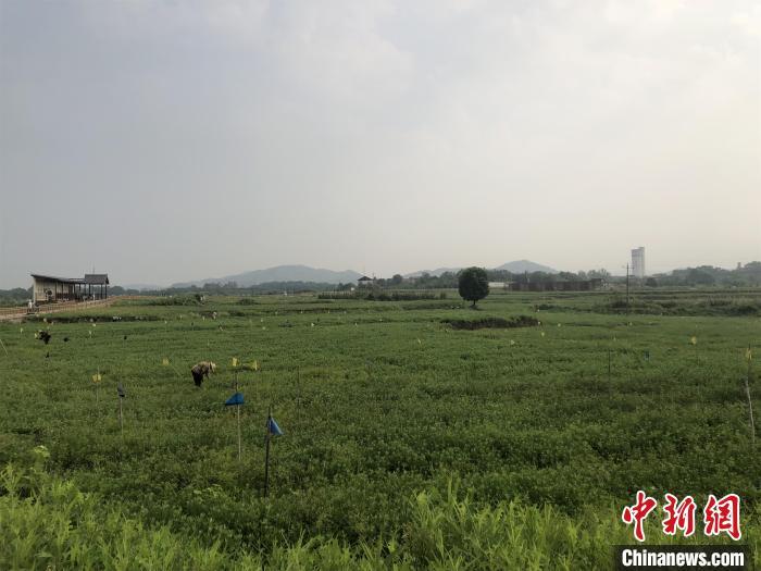 致富经种植药材艾草_致富药材种植艾草视频_药用艾草种植