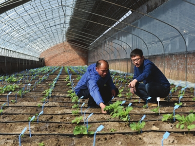 大叶芥菜贮藏方法