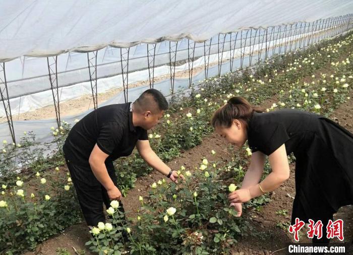 致富玫瑰种植技术视频_致富玫瑰种植方法_致富的玫瑰种植