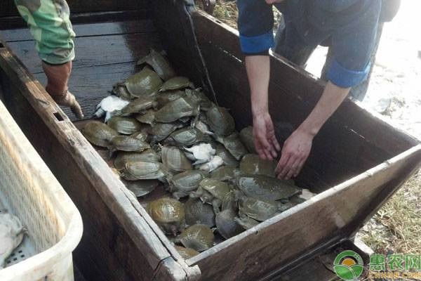 鳖养殖_山瑞鳖的养殖技术_养鳖技术方法视频