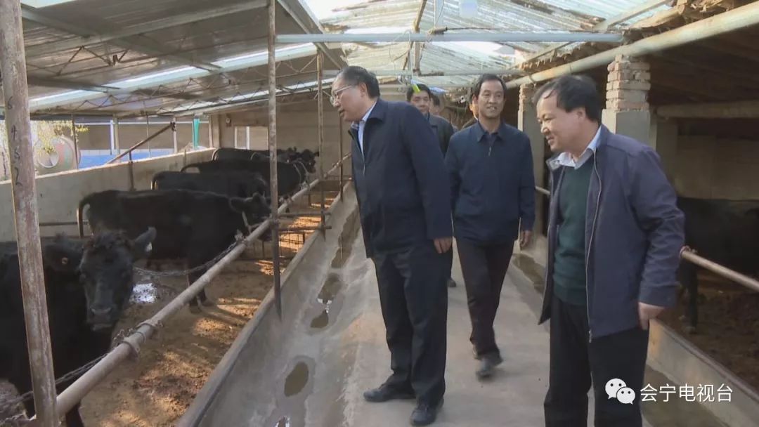 安格斯肉牛养殖 致富_安格斯肉牛养殖基地_安格斯牛养殖前景