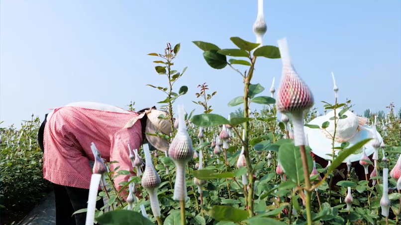 致富玫瑰种植技术视频_致富玫瑰种植条件_致富的玫瑰种植