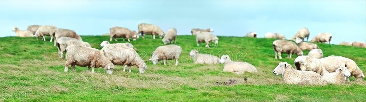 山羊养殖技术视频播放_山羊的养殖技术视频_养殖山羊的视频