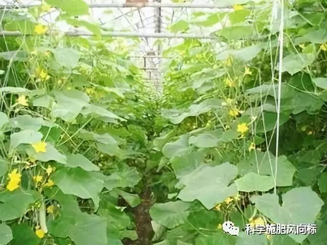 温室大棚黄瓜种植的方法