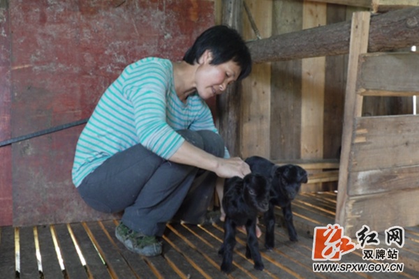 视频山羊养殖技术教学_山羊的养殖技术视频_视频山羊养殖技术教程