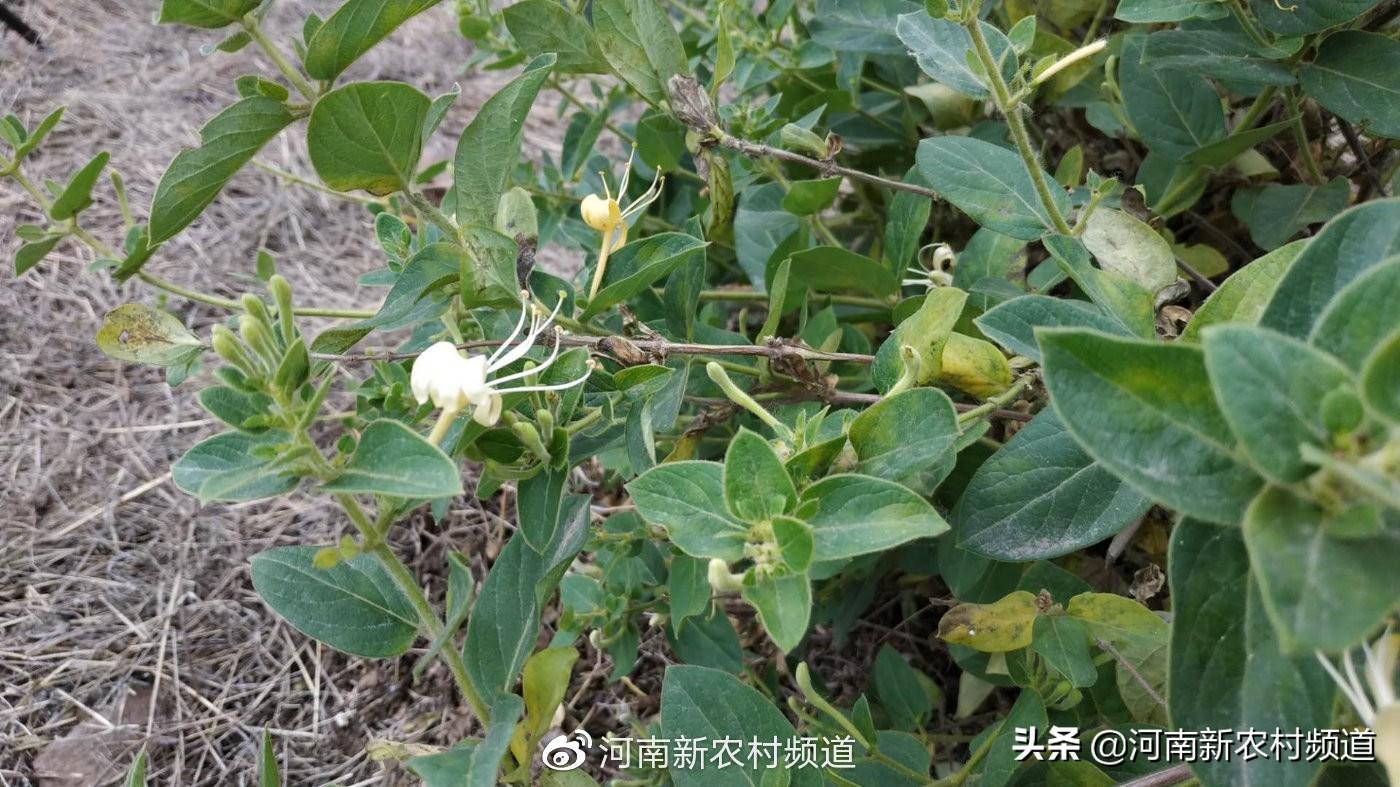 药用艾草种植_致富药材种植艾草图片_致富经种植药材艾草