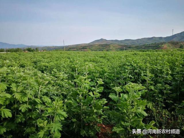 药用艾草种植_致富药材种植艾草图片_致富经种植药材艾草