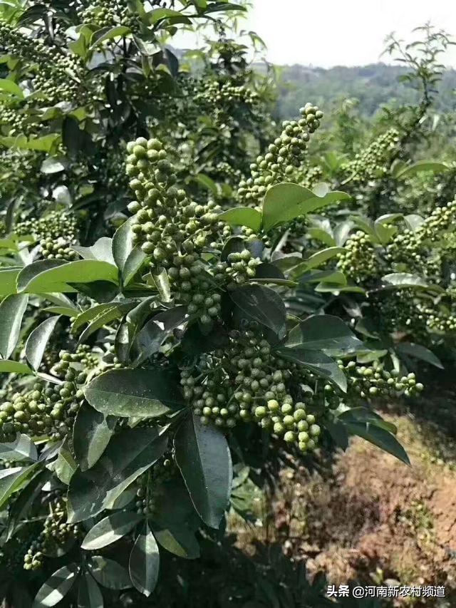 致富药材种植艾草图片_药用艾草种植_致富经种植药材艾草