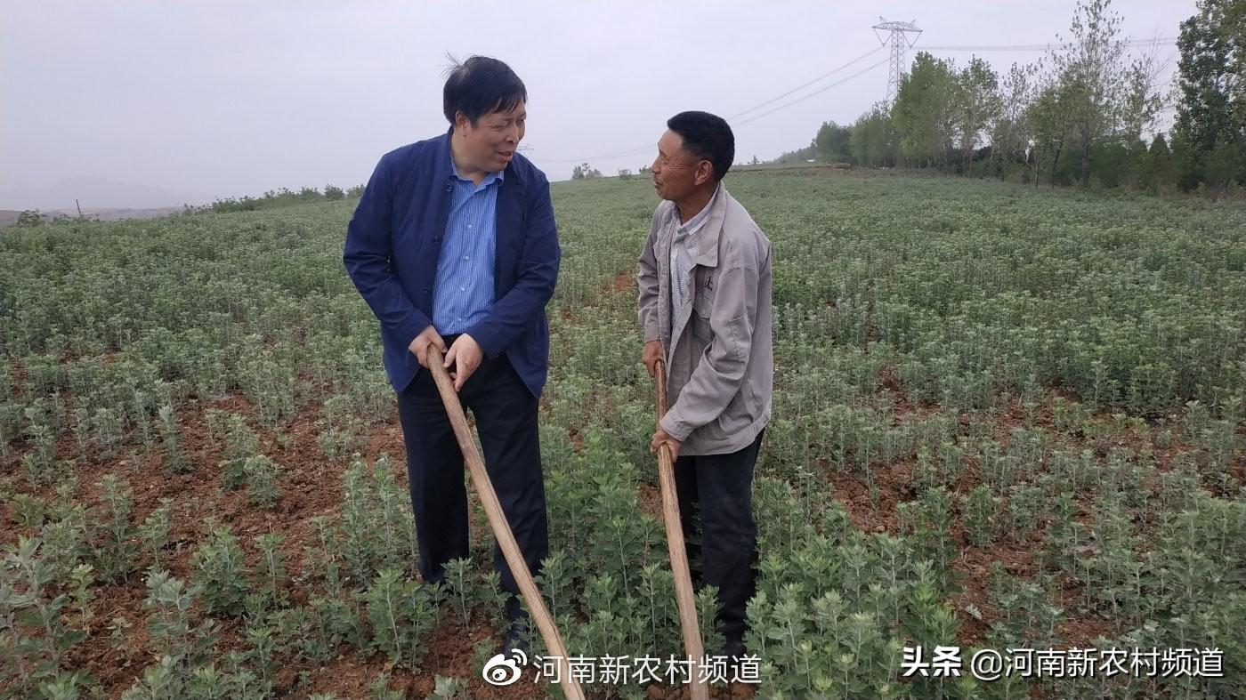 药用艾草种植_致富经种植药材艾草_致富药材种植艾草图片