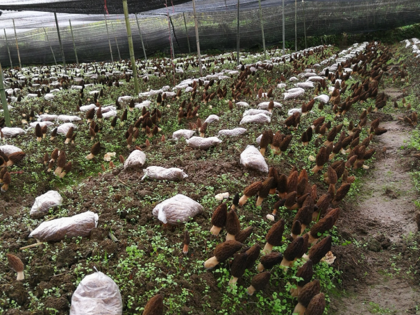 东北羊肚菌种植基地_东北种植羊肚菌致富新闻_东北地区适合种植羊肚菌吗