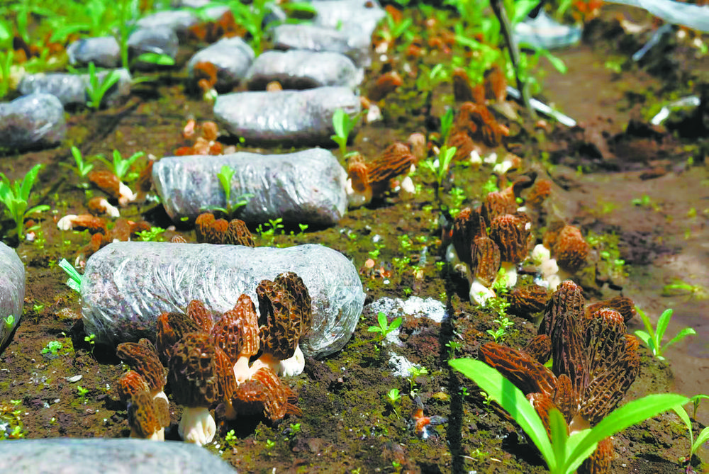 互助北山林场种植成功仿野生半露天羊肚菌