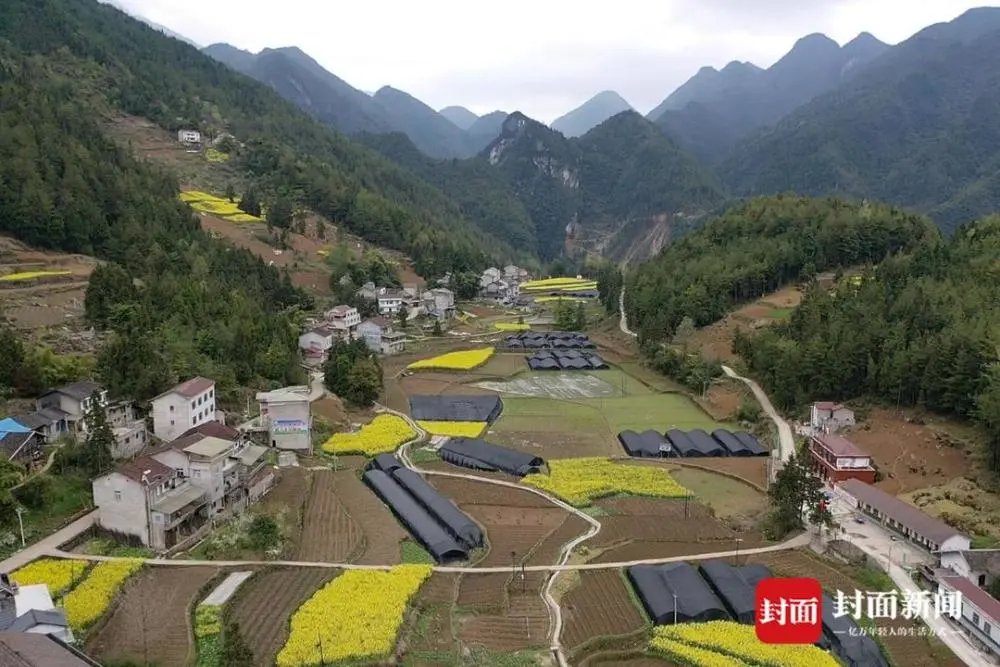 东北种植羊肚菌致富新闻_东北种植羊肚菌农户_东北羊肚菌种植基地