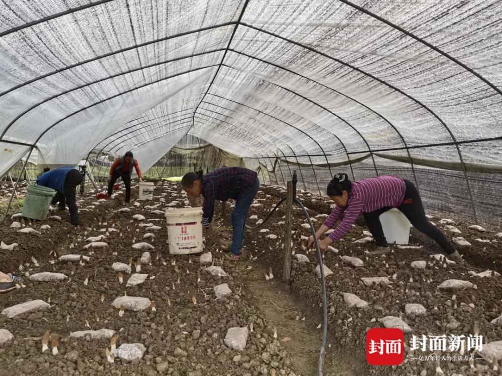 东北种植羊肚菌农户_东北种植羊肚菌致富新闻_东北羊肚菌种植基地