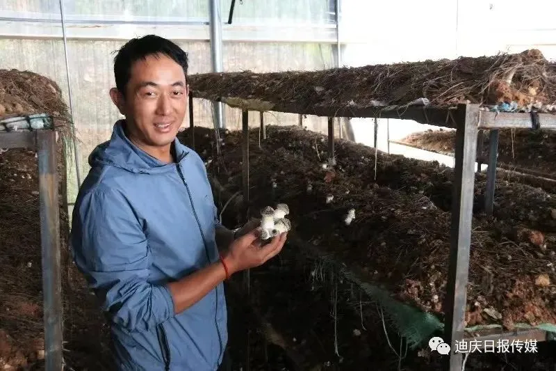 东北地区适合种植羊肚菌吗_东北种植羊肚菌致富新闻_适合东北种植的羊肚菌种