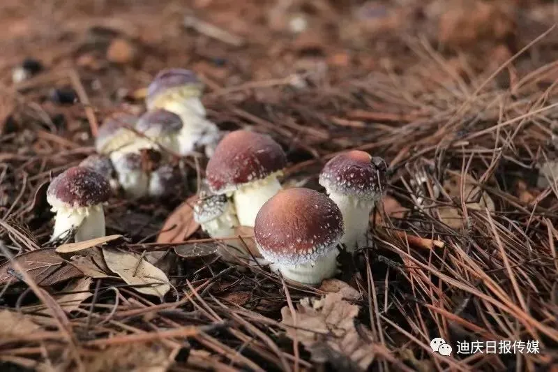 适合东北种植的羊肚菌种_东北地区适合种植羊肚菌吗_东北种植羊肚菌致富新闻