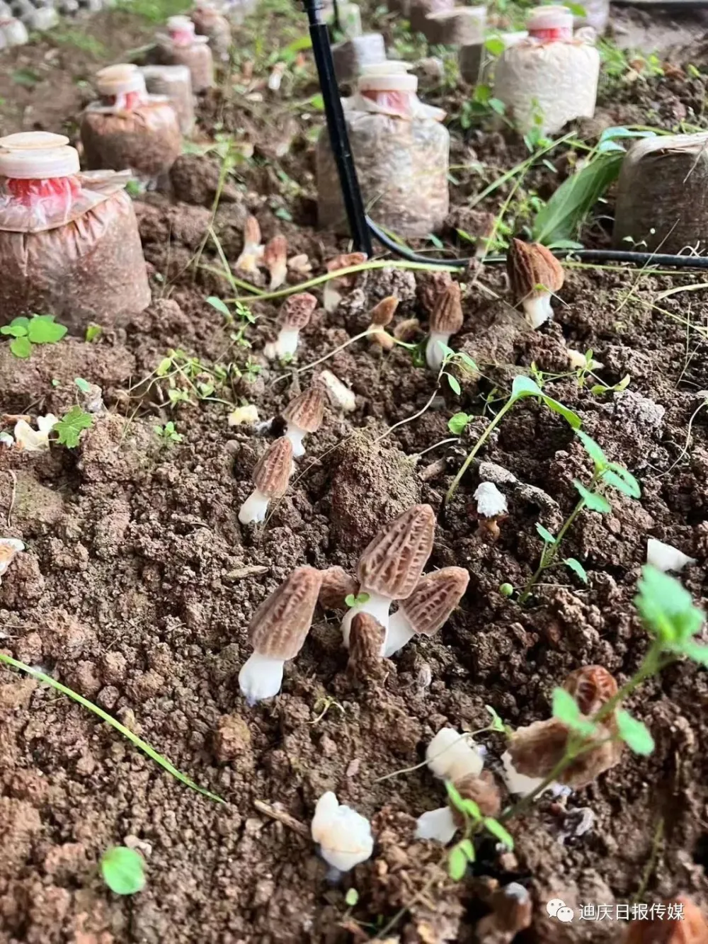 适合东北种植的羊肚菌种_东北种植羊肚菌致富新闻_东北地区适合种植羊肚菌吗