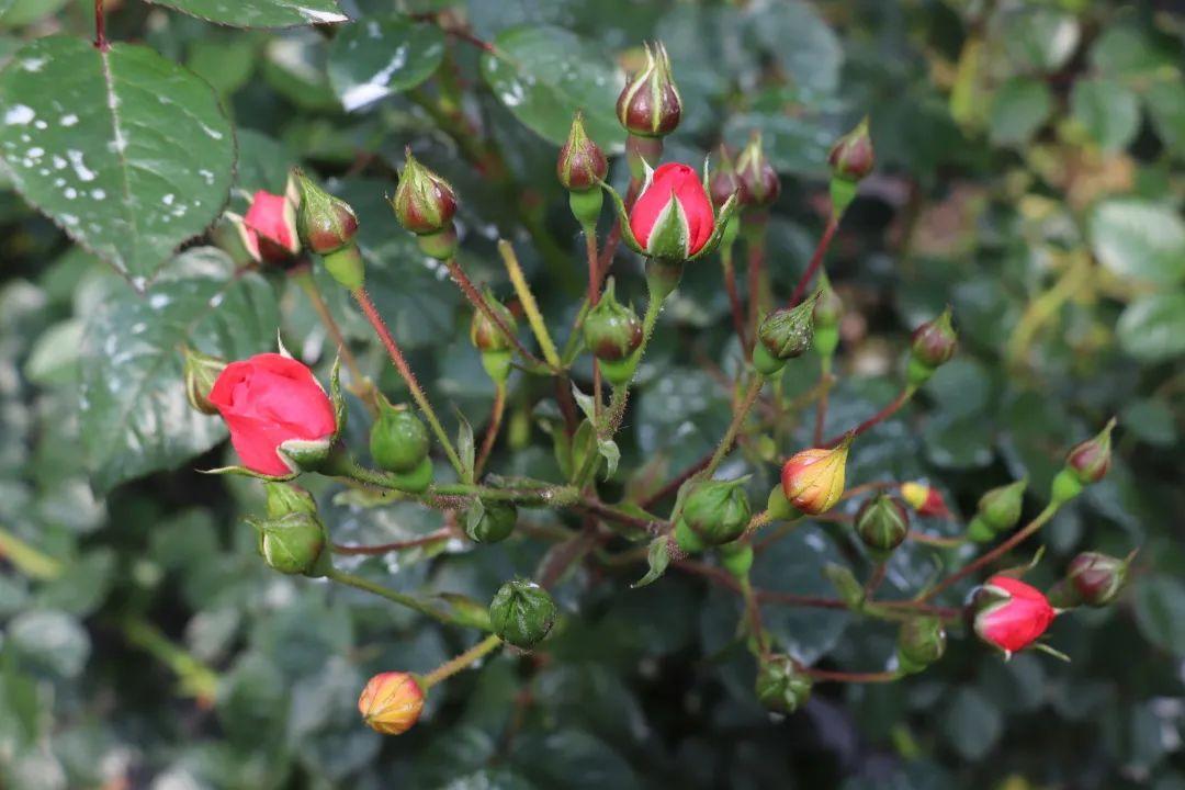 致富玫瑰种植条件_致富的玫瑰种植_致富玫瑰种植方法