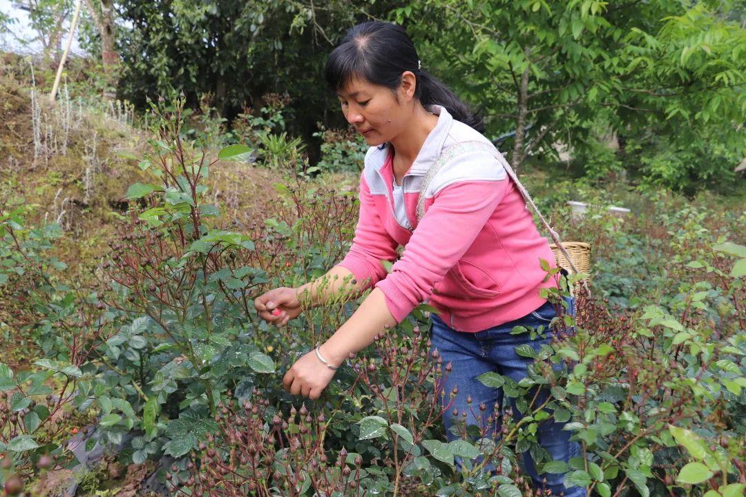 致富玫瑰种植方法_致富玫瑰种植条件_致富的玫瑰种植