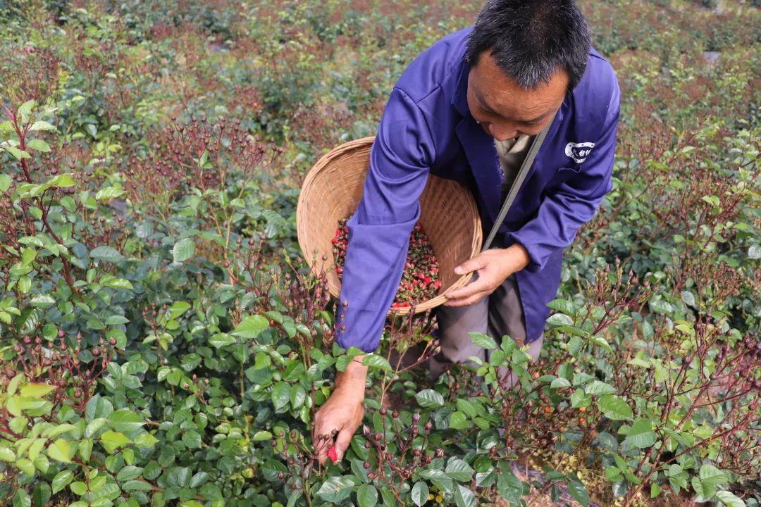 致富玫瑰种植条件_致富玫瑰种植方法_致富的玫瑰种植